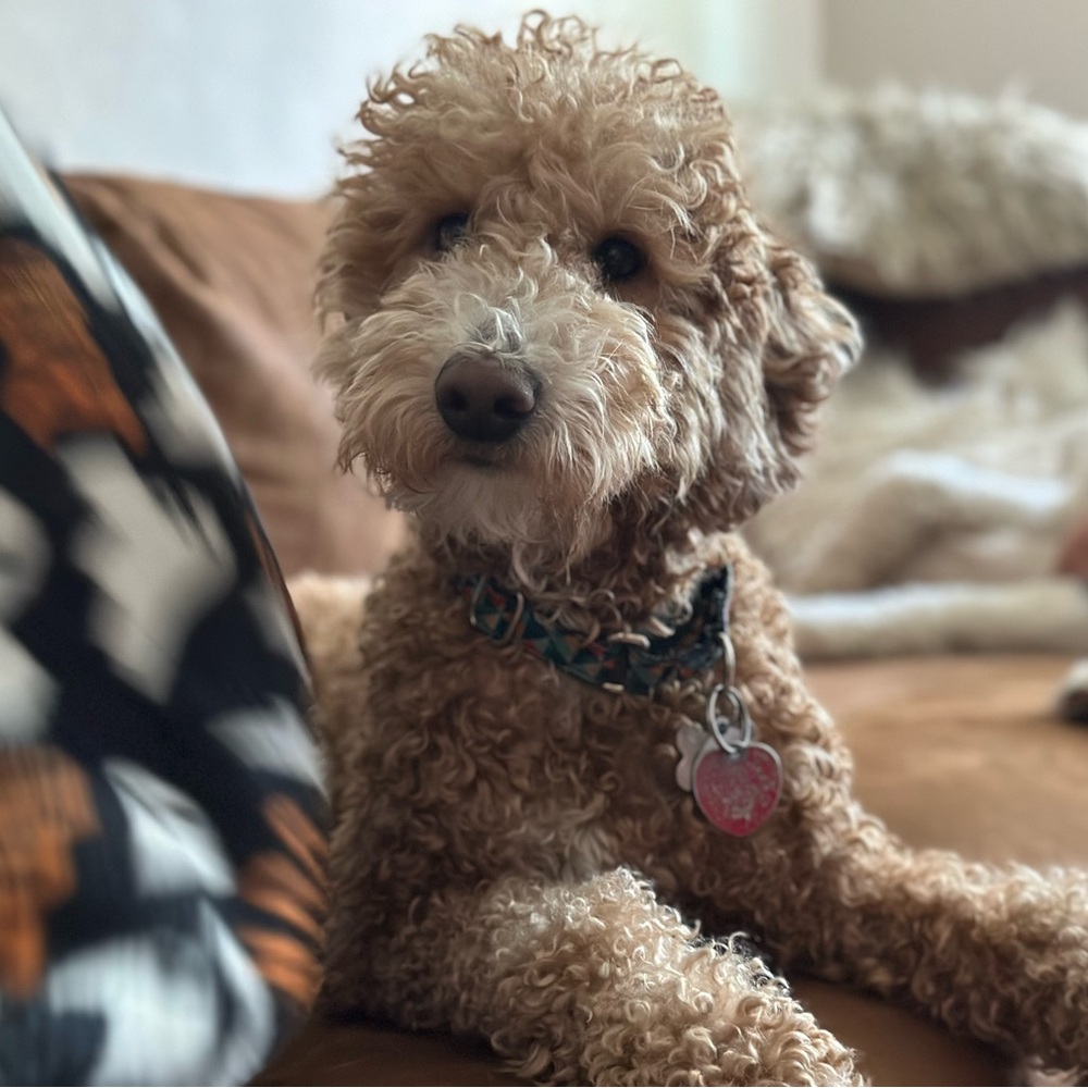 Meet your Posher, Fawn